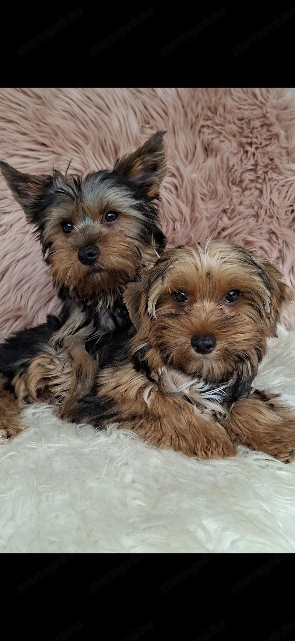 Colorful Yorkshire Terrier