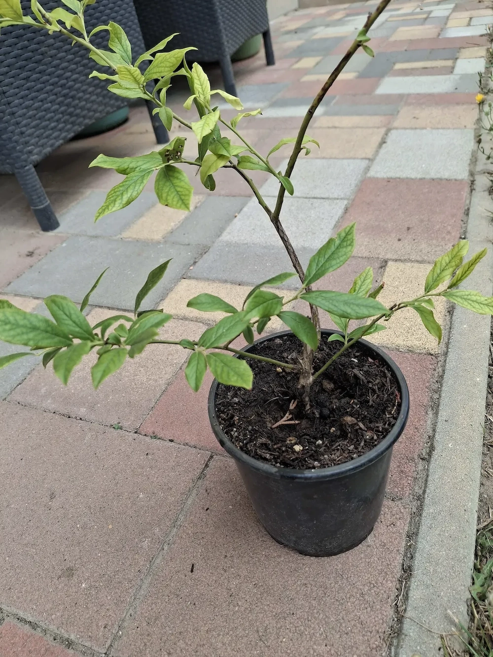 Áfonya csemeték vehetők Sülysápon
