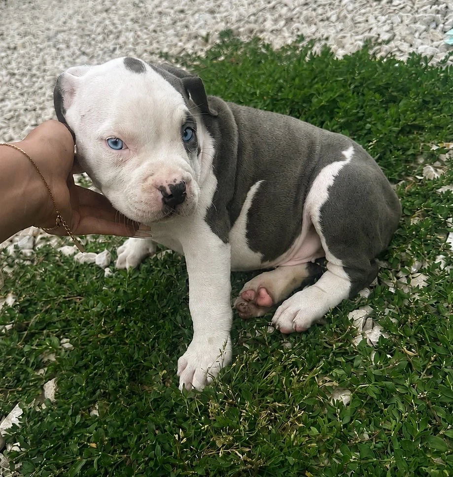 staffordshire terrier