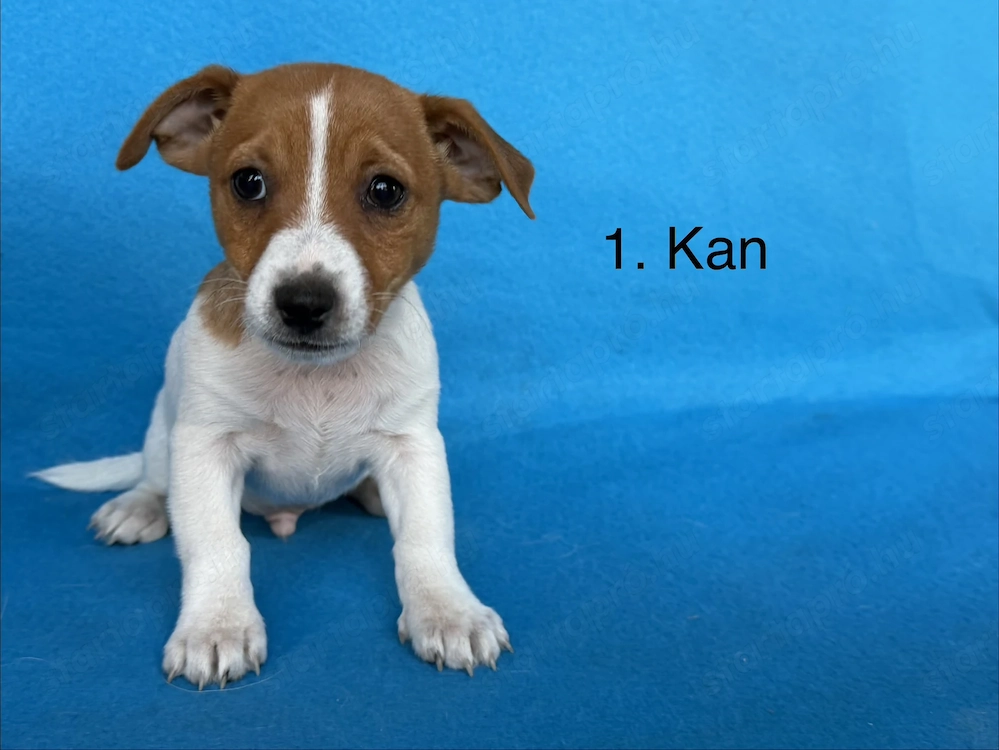 Azonnal elvihető fajta jellegű Jack Russel terrier kiskutyák!