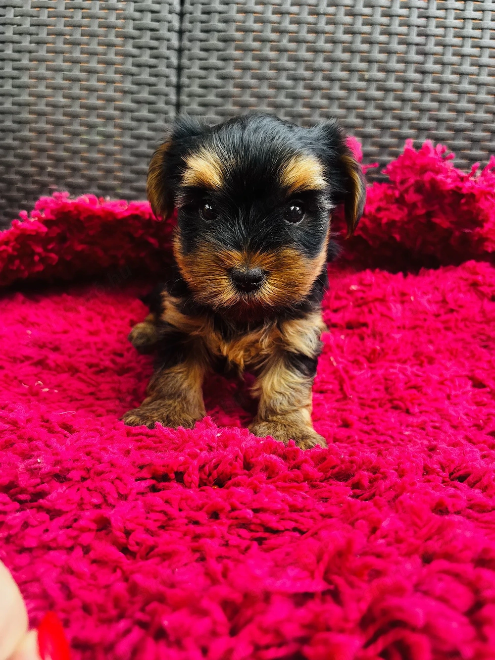 Eladó kislány Yorkshire terrier