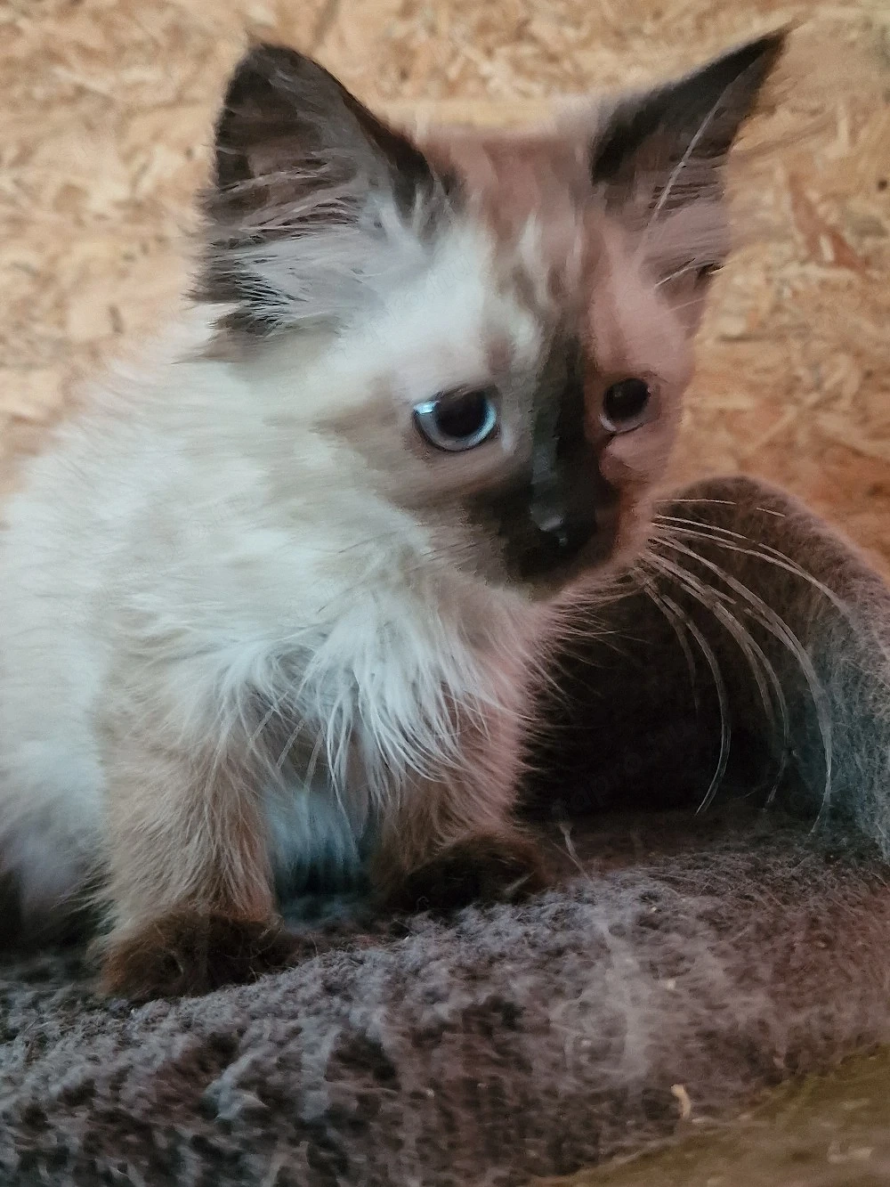 Ragdoll cicus költözne