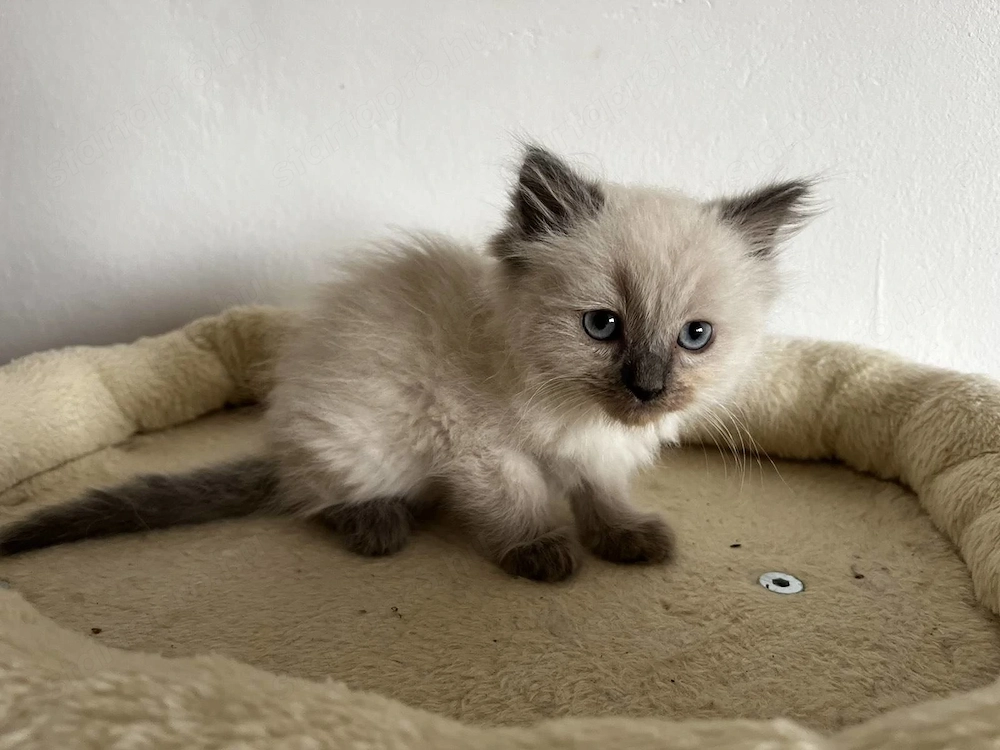 Ragdoll cica Blue Point