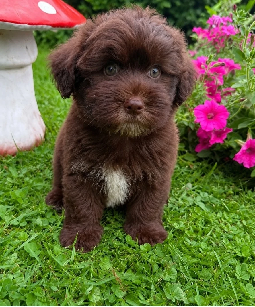 Bichon havanese kiskutyák 