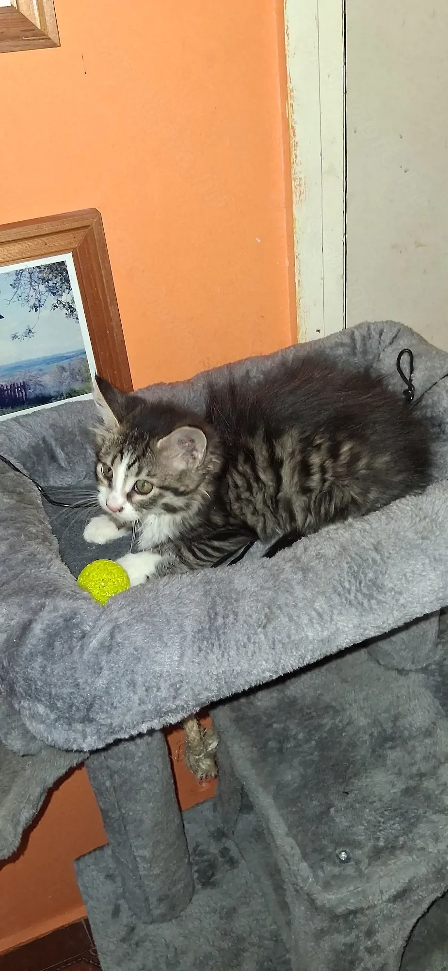 Maine coon 12 hetes gyönyörű lány kiscica 