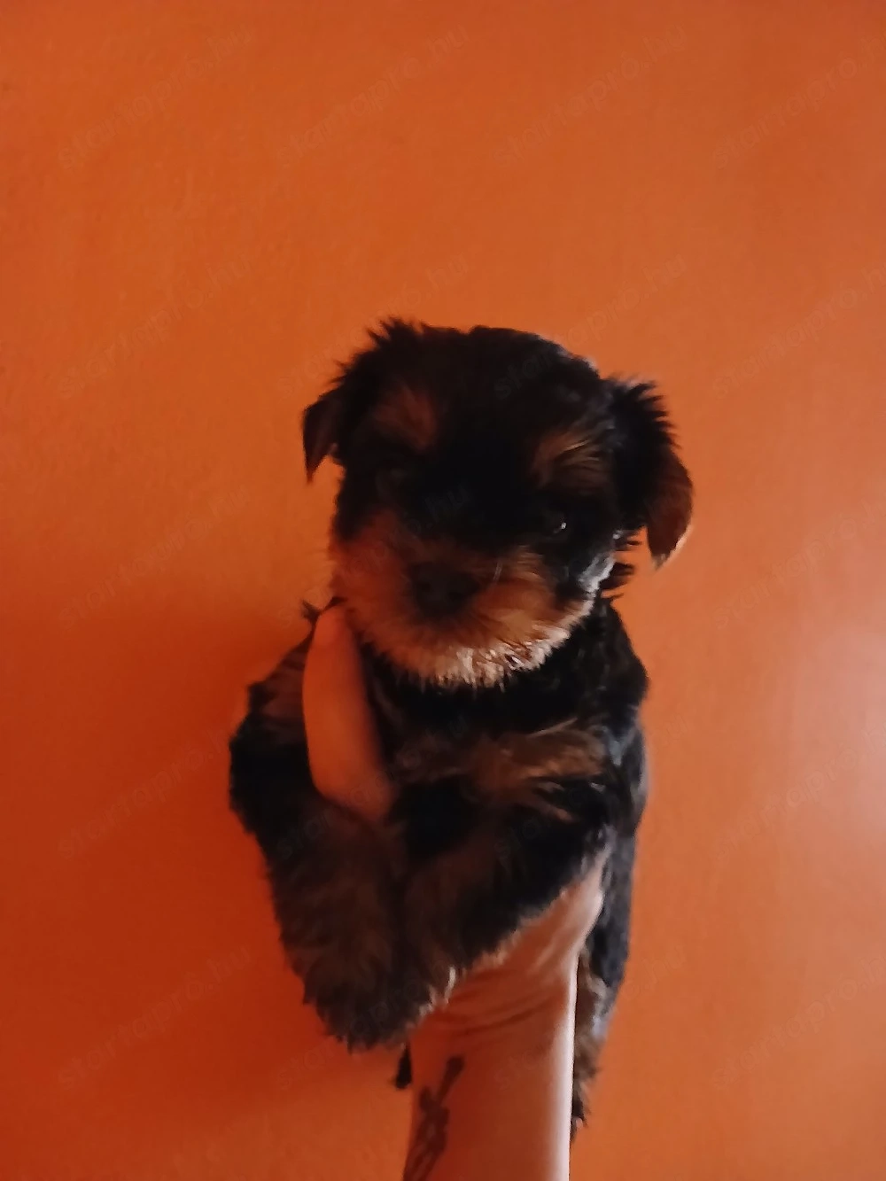 yorki babak eladok