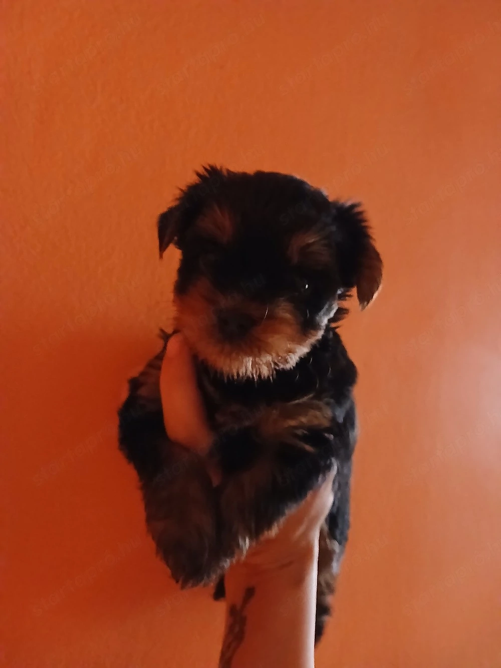 yorki kis kutyak 