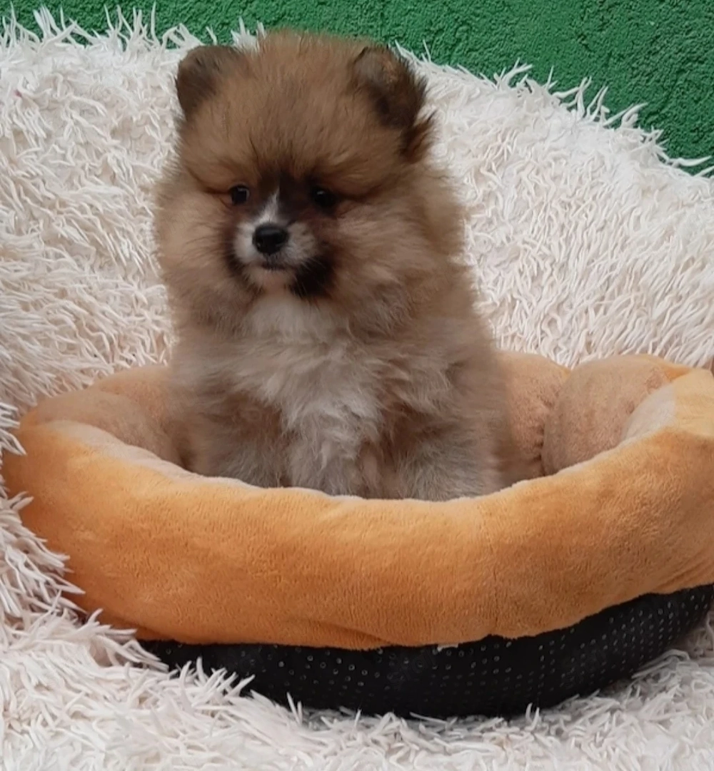 Spitz kiskutyák eladók 