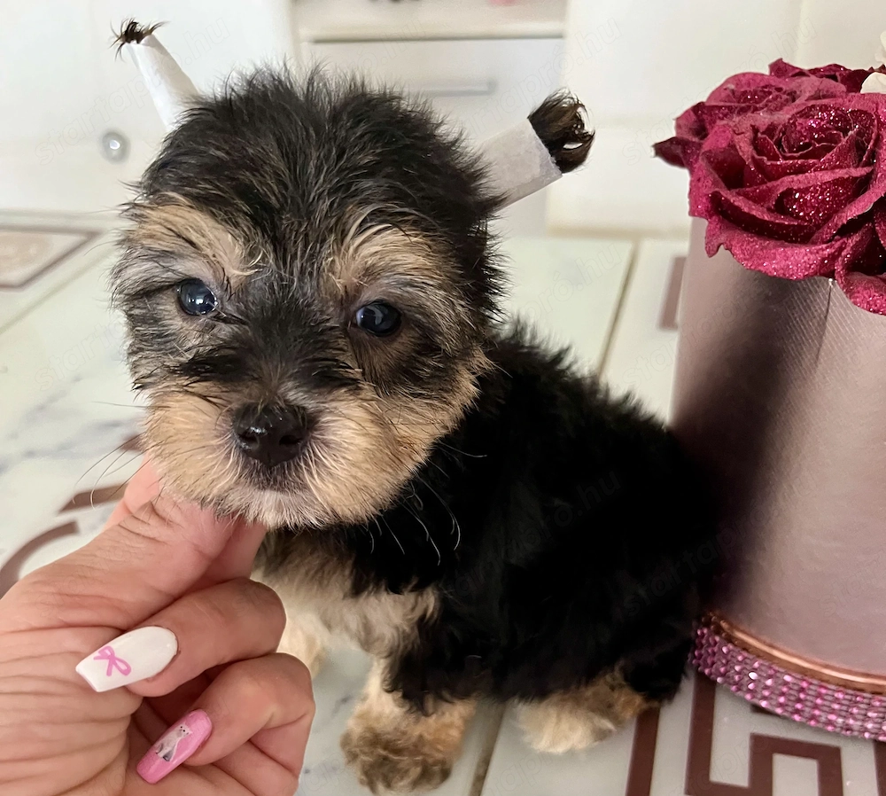 Yorkie kisfiú eladó !