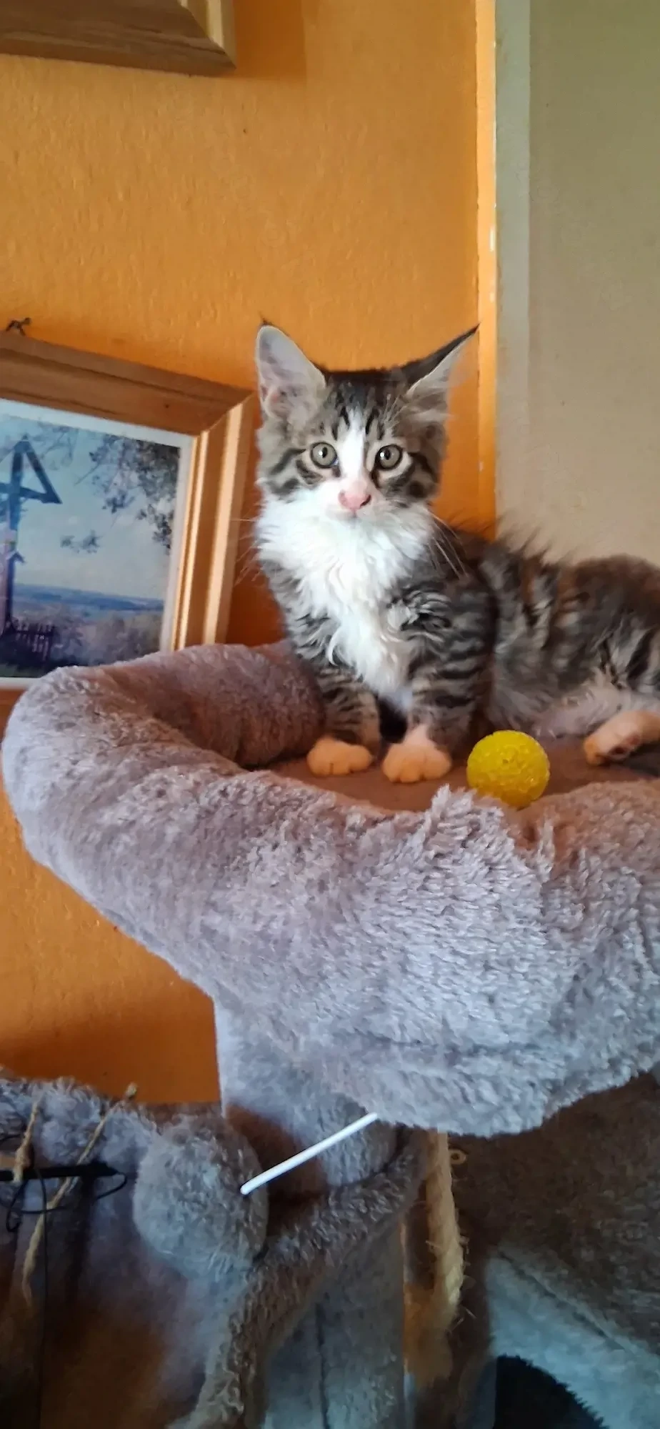 Maine coon kiscica 