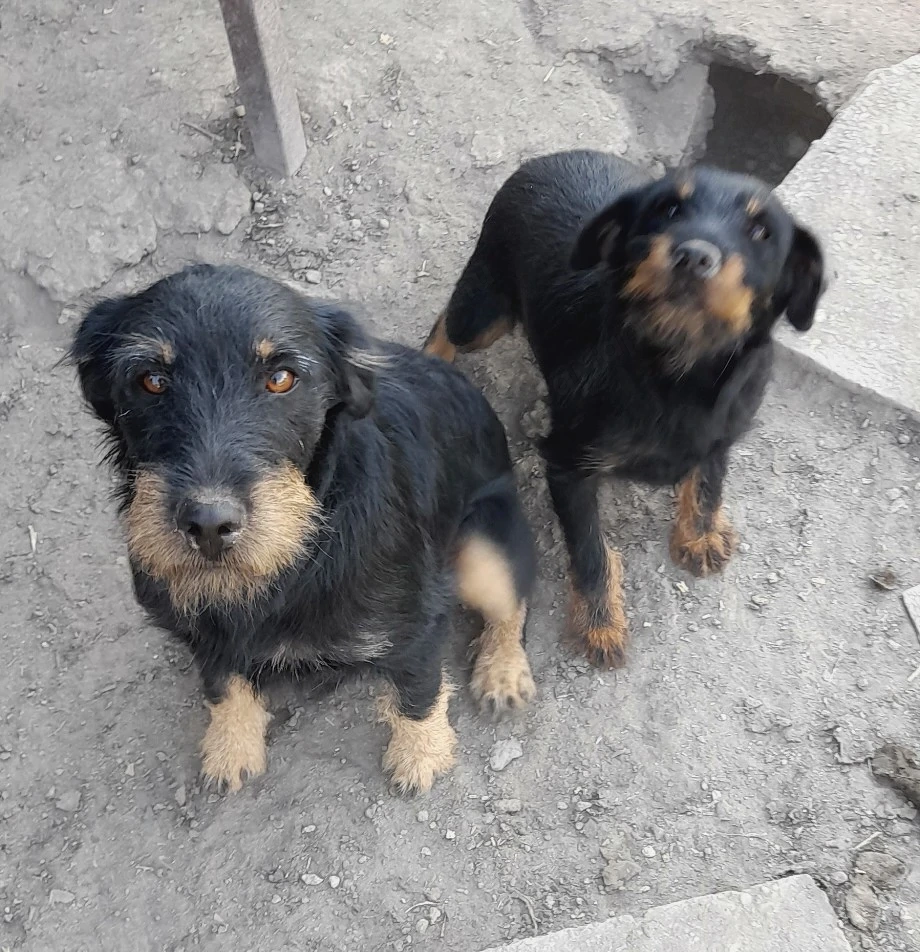 Jagd terrier pár
