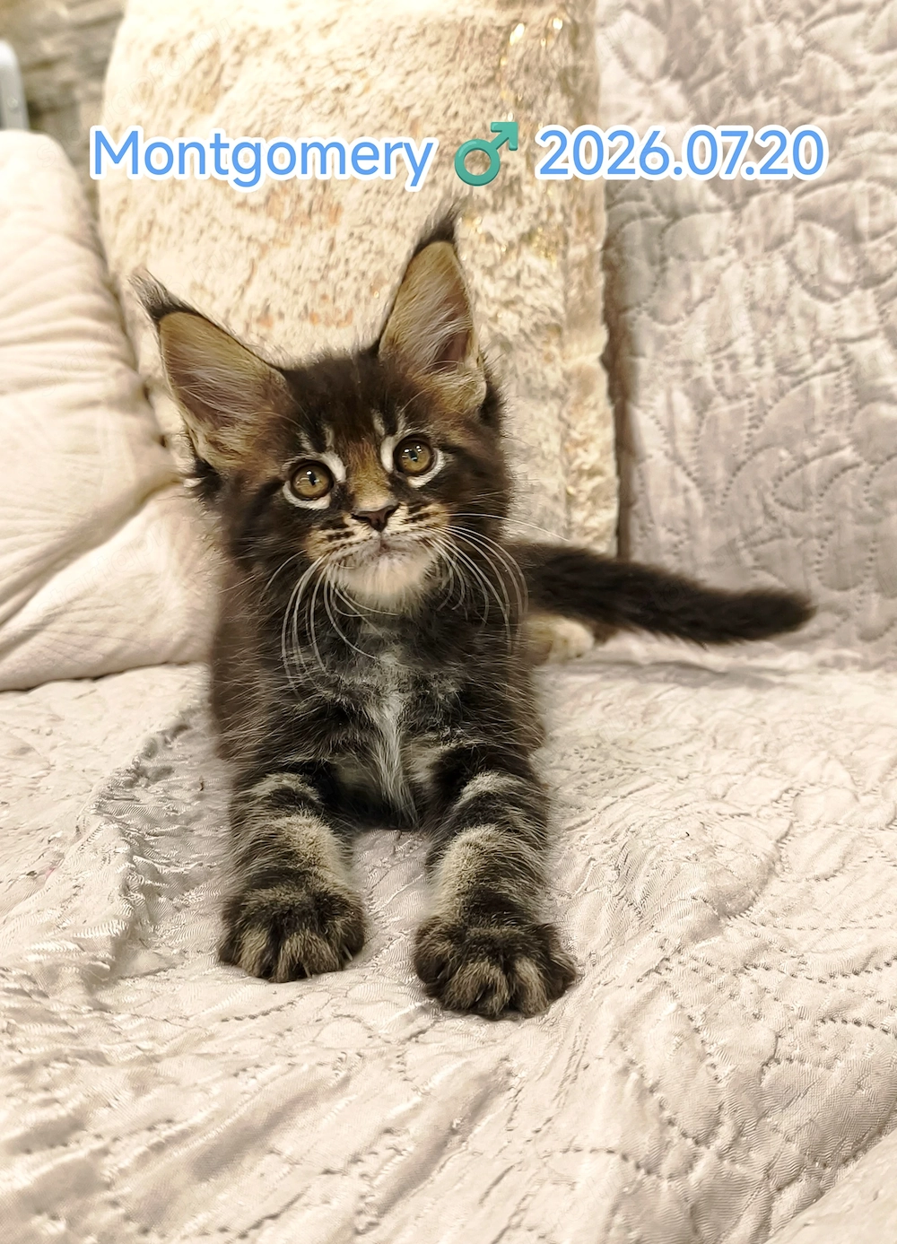Maine Coon nőstény és kandúr kiscica 