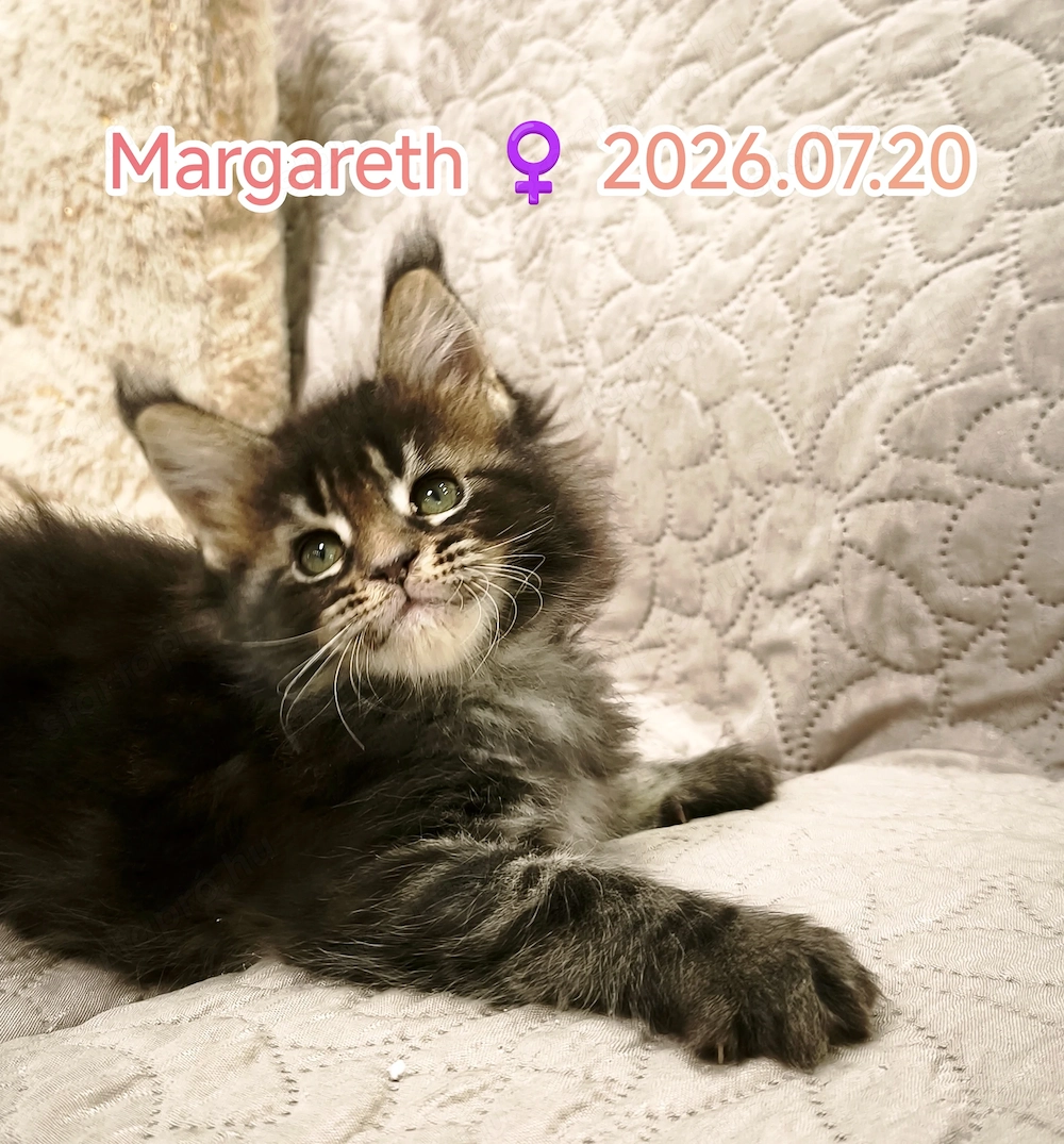Maine Coon fajtatiszta kandúr és nőstény kiscicák 