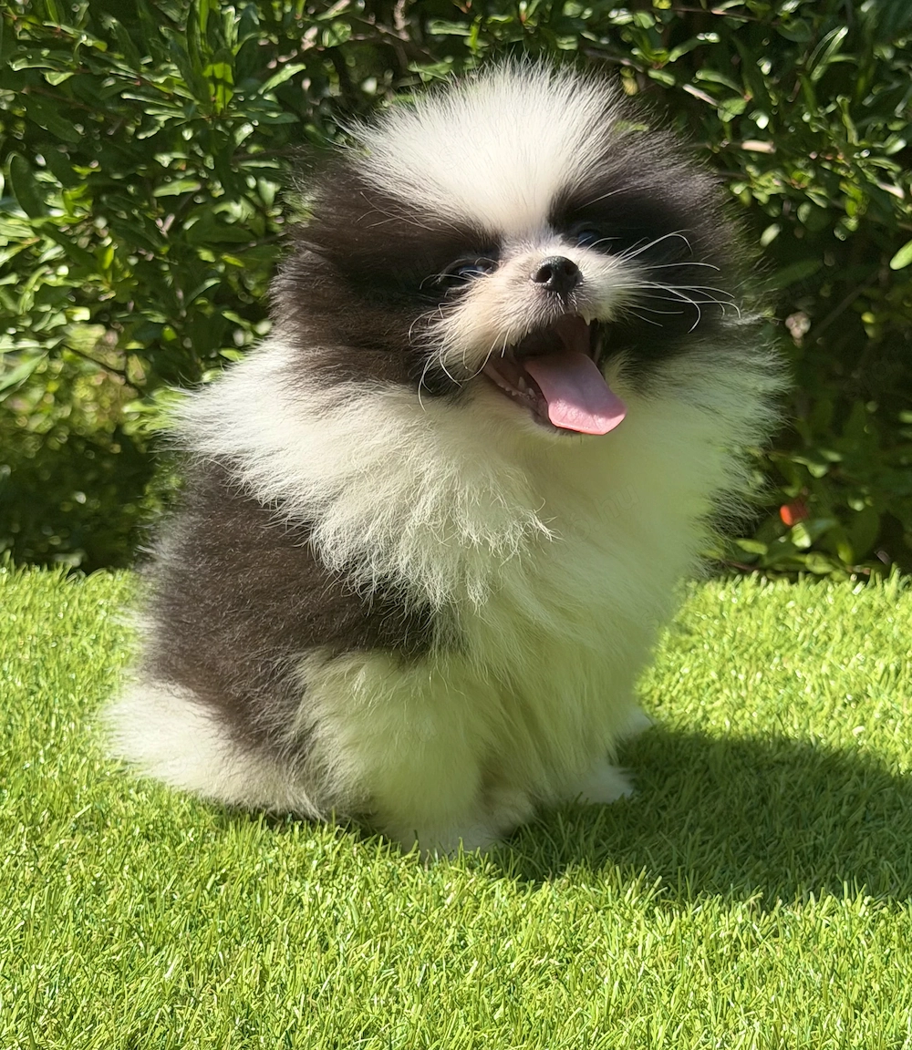 Pomerániai törpe spitz fiú