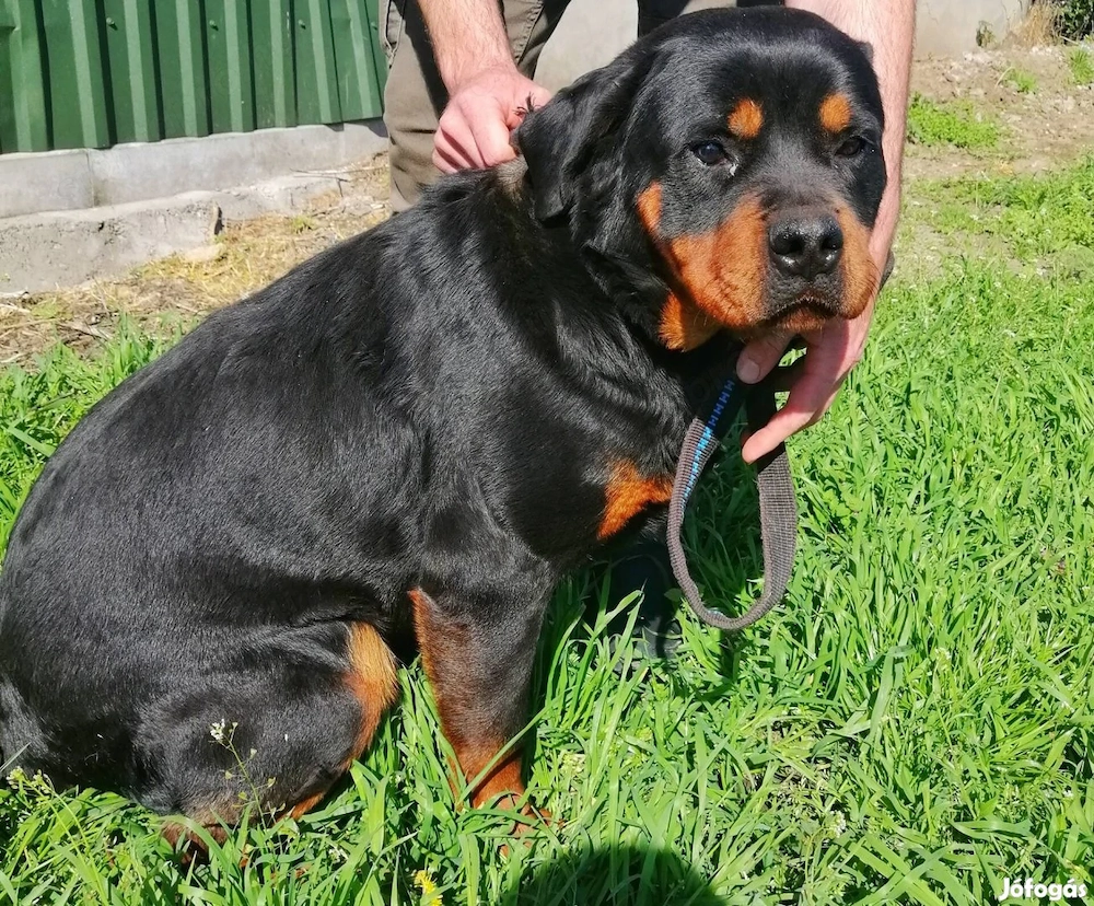 Ingyen elvihet  Rottweiler jellegű kutyus