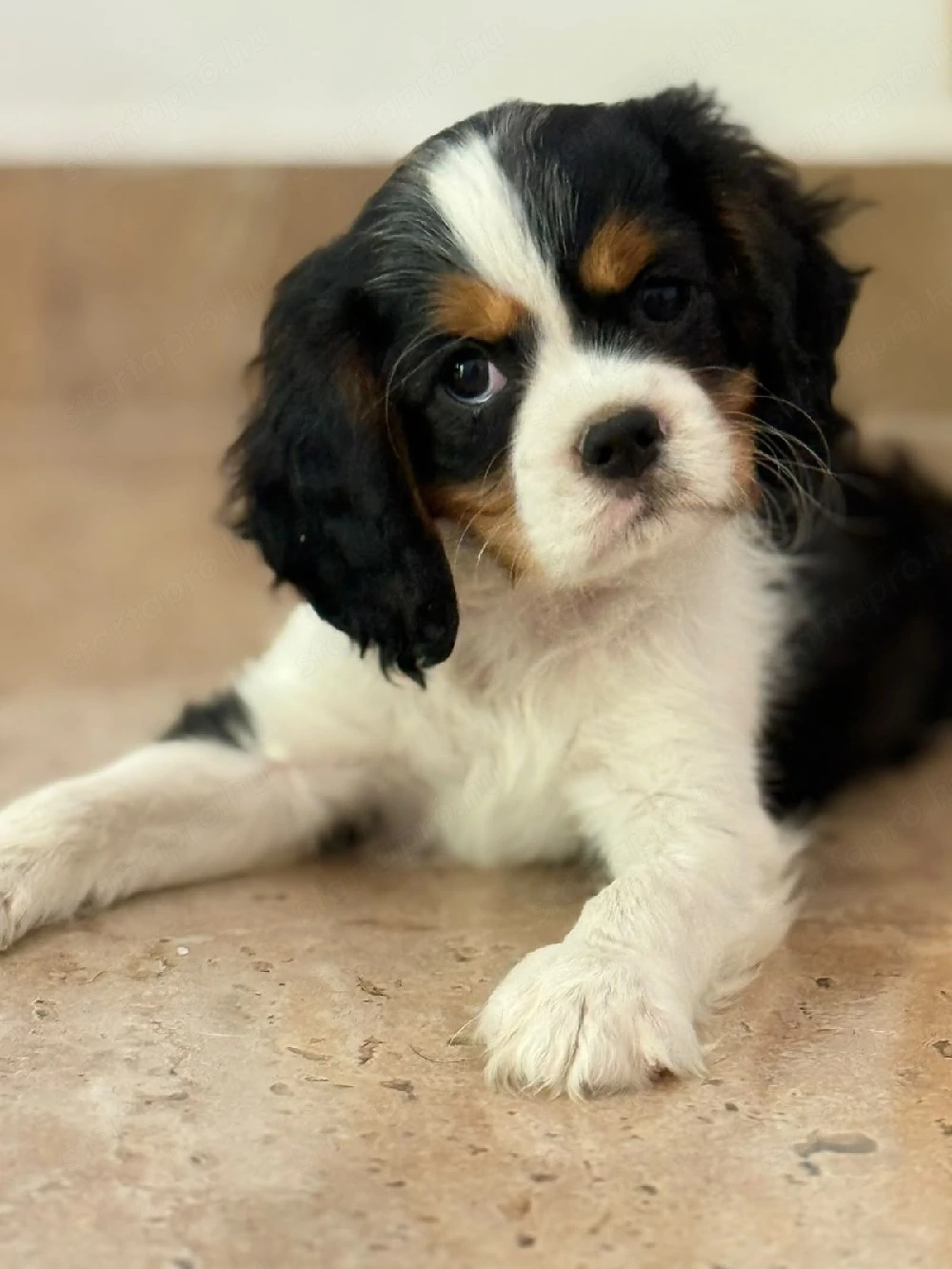cavalier king charles spániel kiskutyák
