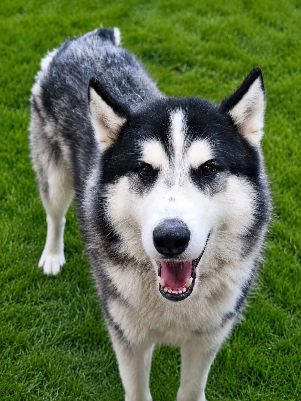 Ingyen elvihet  husky jellegű kutya