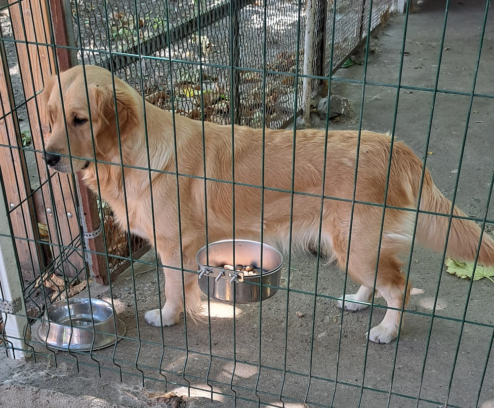 Golden Retriever
