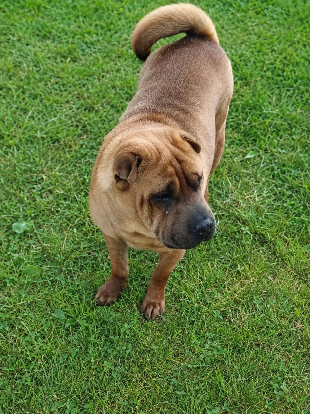 Ingyen elvihető  shar-pei jellegű kutya