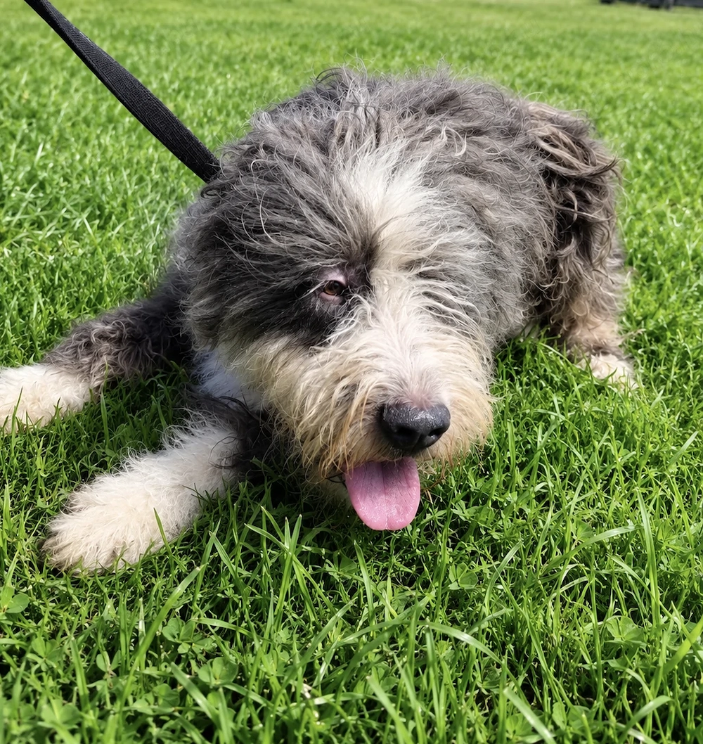 Ingyen elvihet  bobtail jellegű kutya
