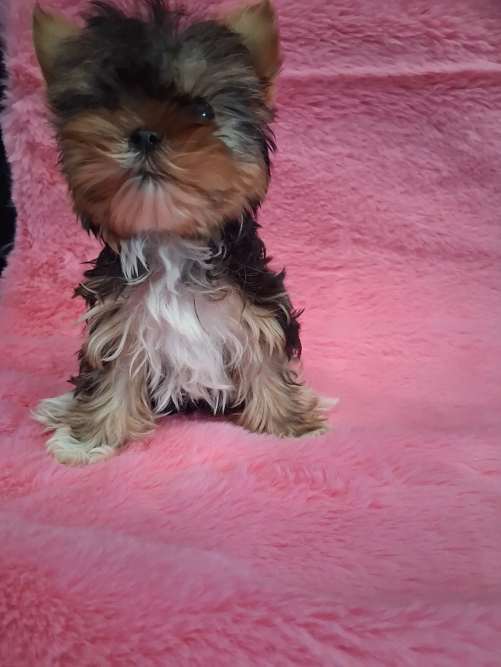 7 hetes Yorkie kutyusok eladóak 