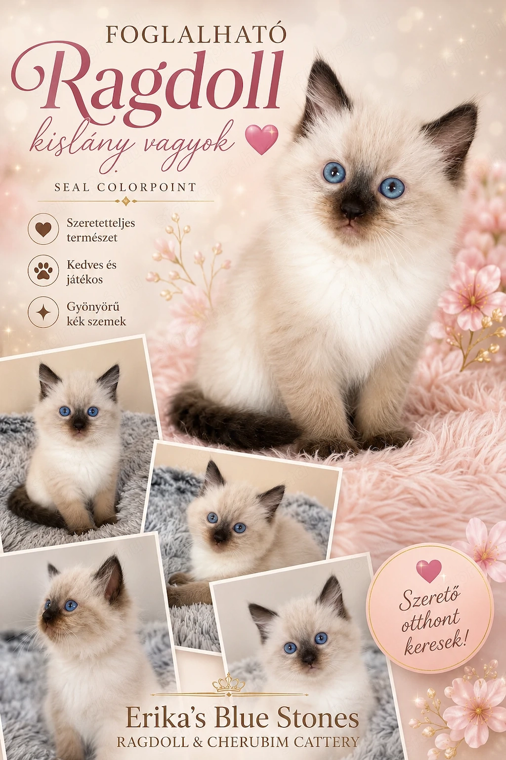 Bajnok szülők Törzskönyves Ragdoll kislánya
