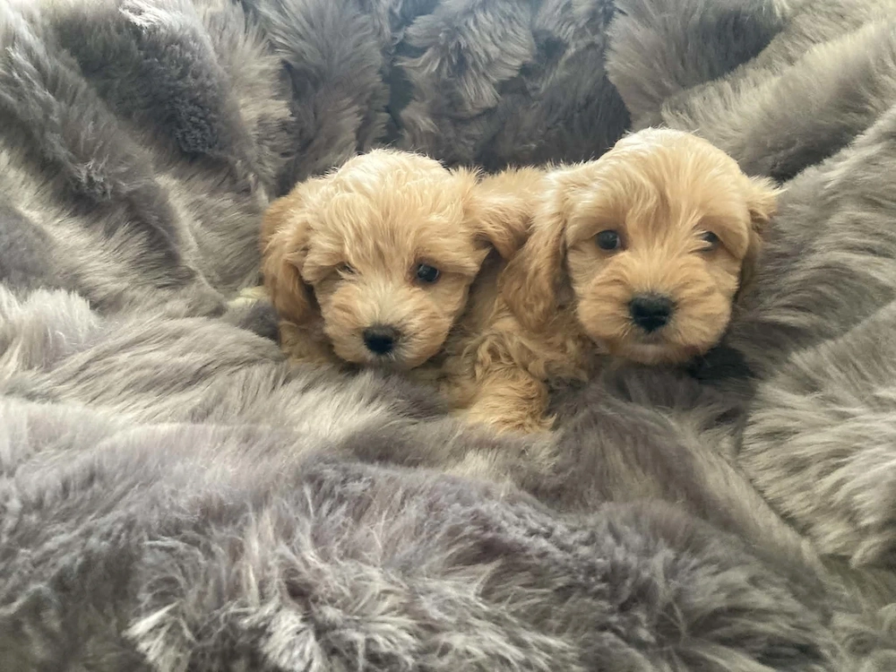 Maltipoo kiskutyák 