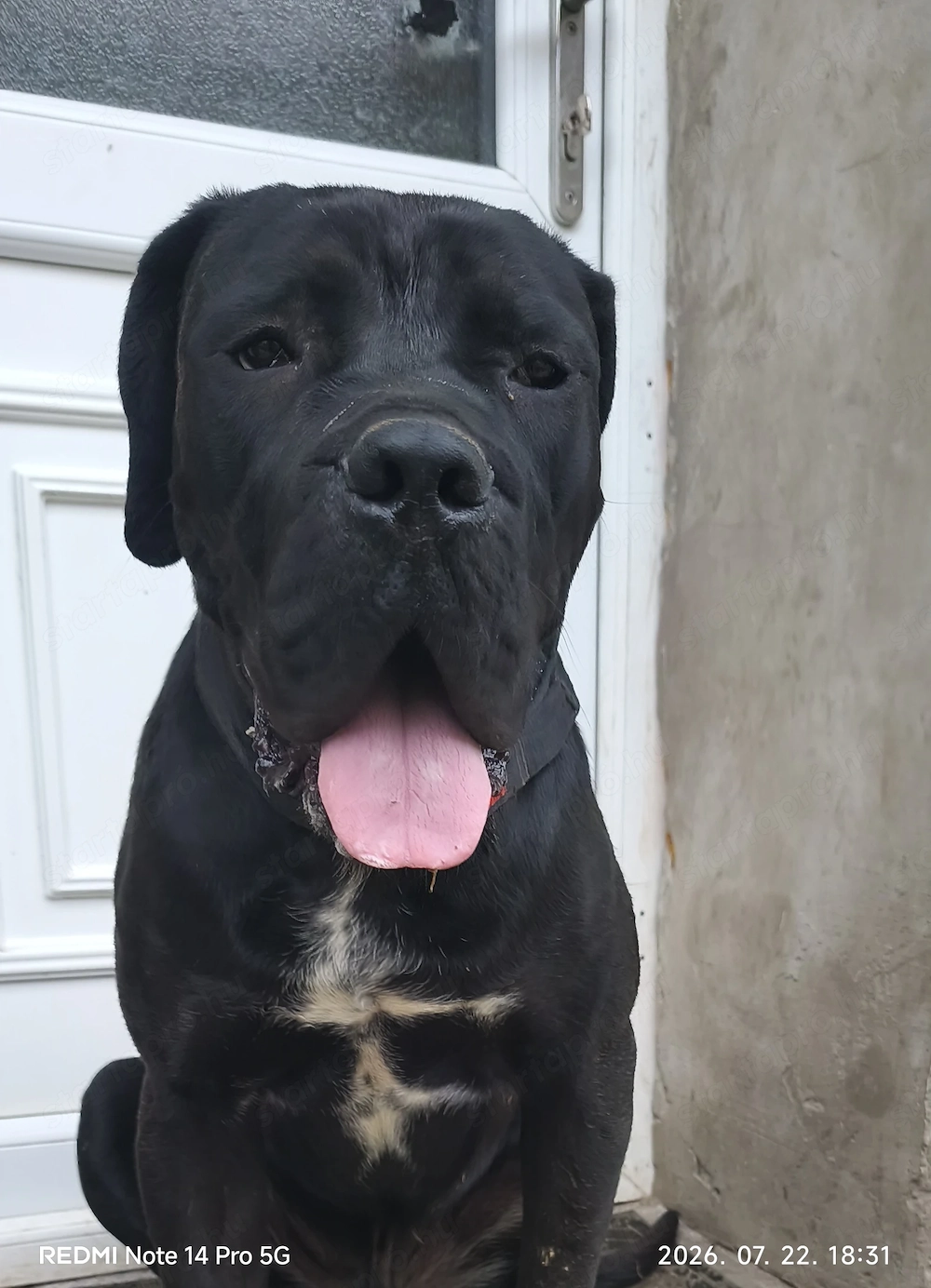 Cane corso kan fedez