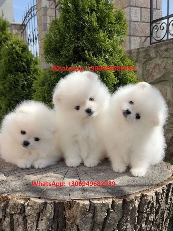 Két tündéri Pomerániai kislány és kisfiú álomgazdit keres!