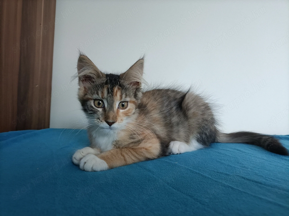 Törzskönyvezett szülőktől Maine coon 