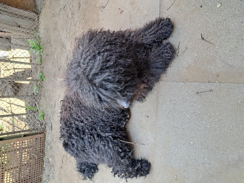 Puli kan kiskutya