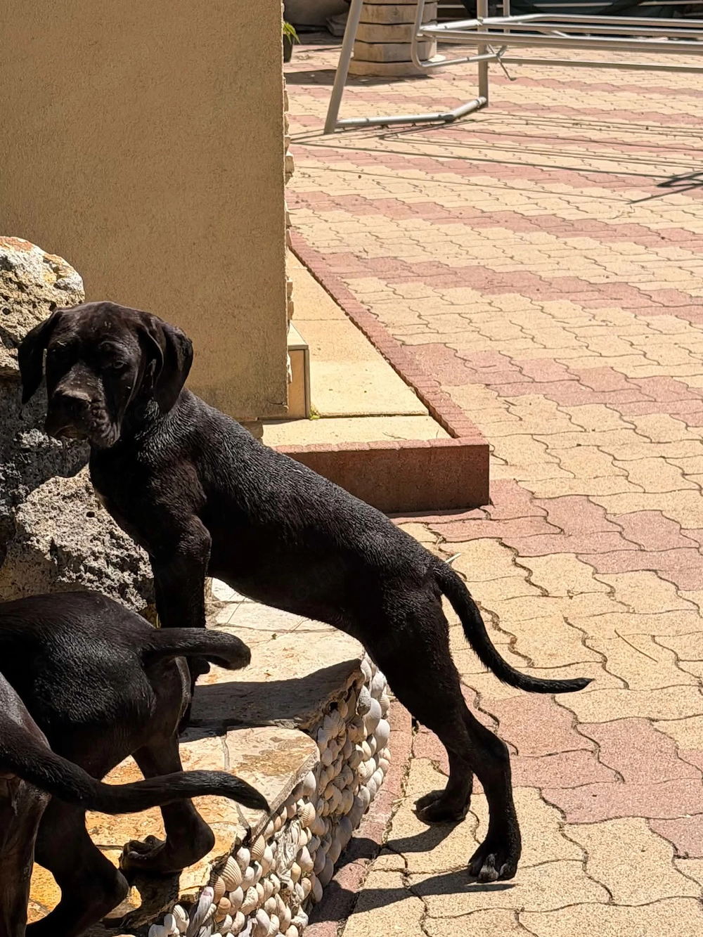 Cane Corso fekete szuka EUch, Wch ösökkel tenyésztői garanciával elaó
