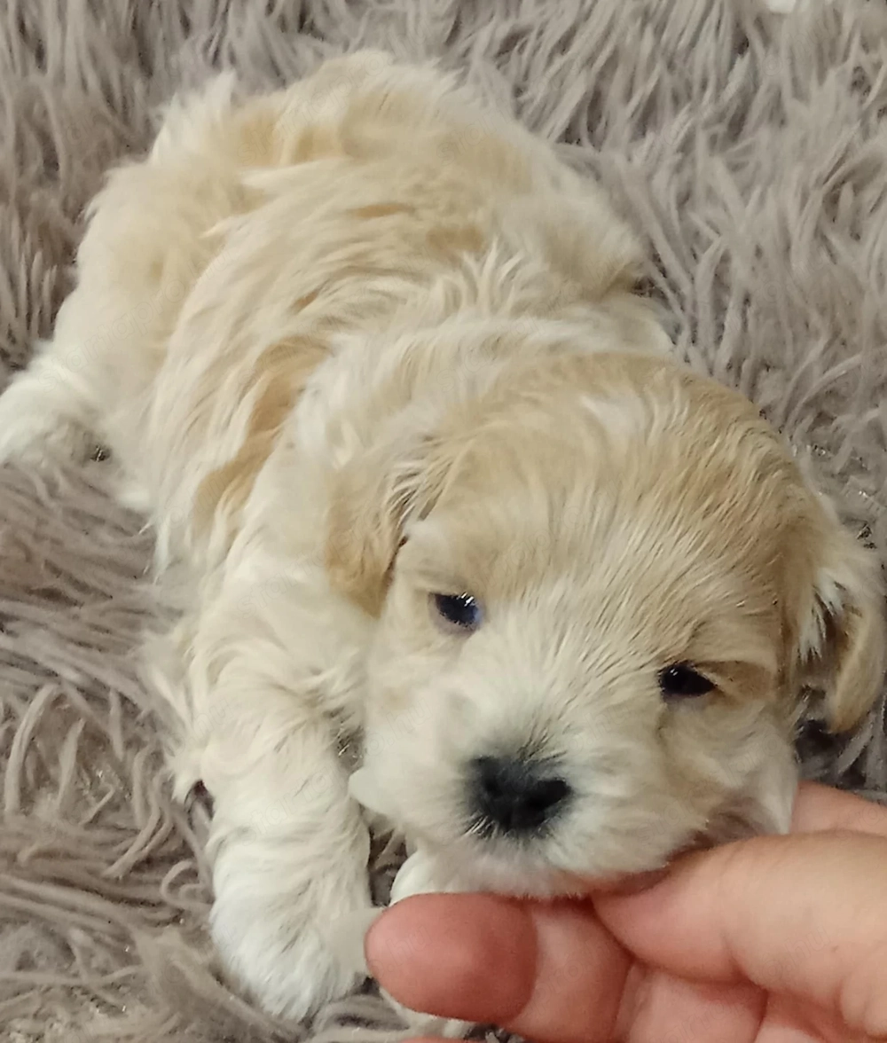 Fajtatiszta jellegű Maltipoo kisfiú kutyus szerető gazdit keres