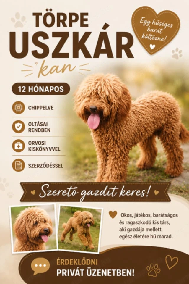 Törpe uszkár kan eladó