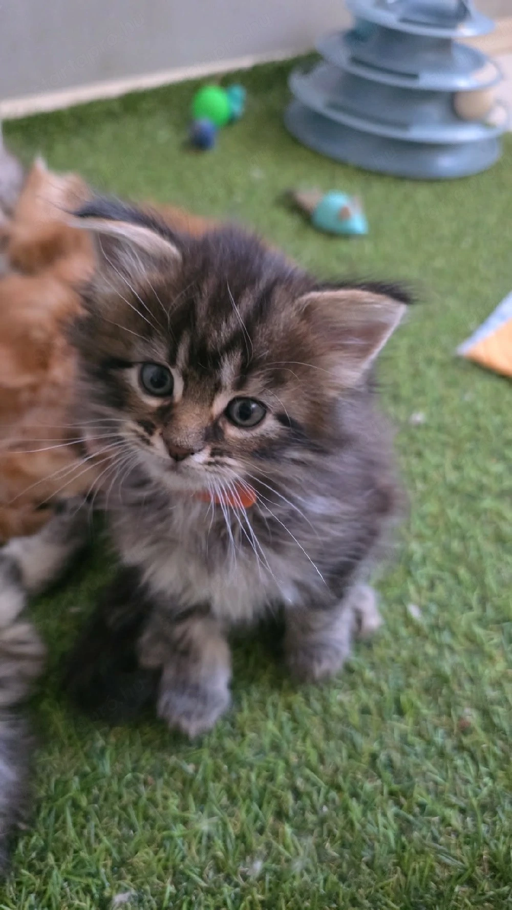 Maine coon kiscica