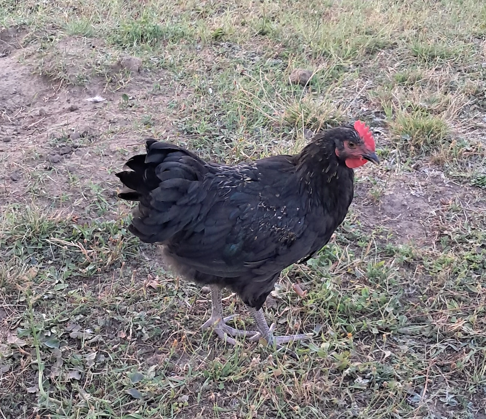 Növendék australorp keverék kakasok ingyen