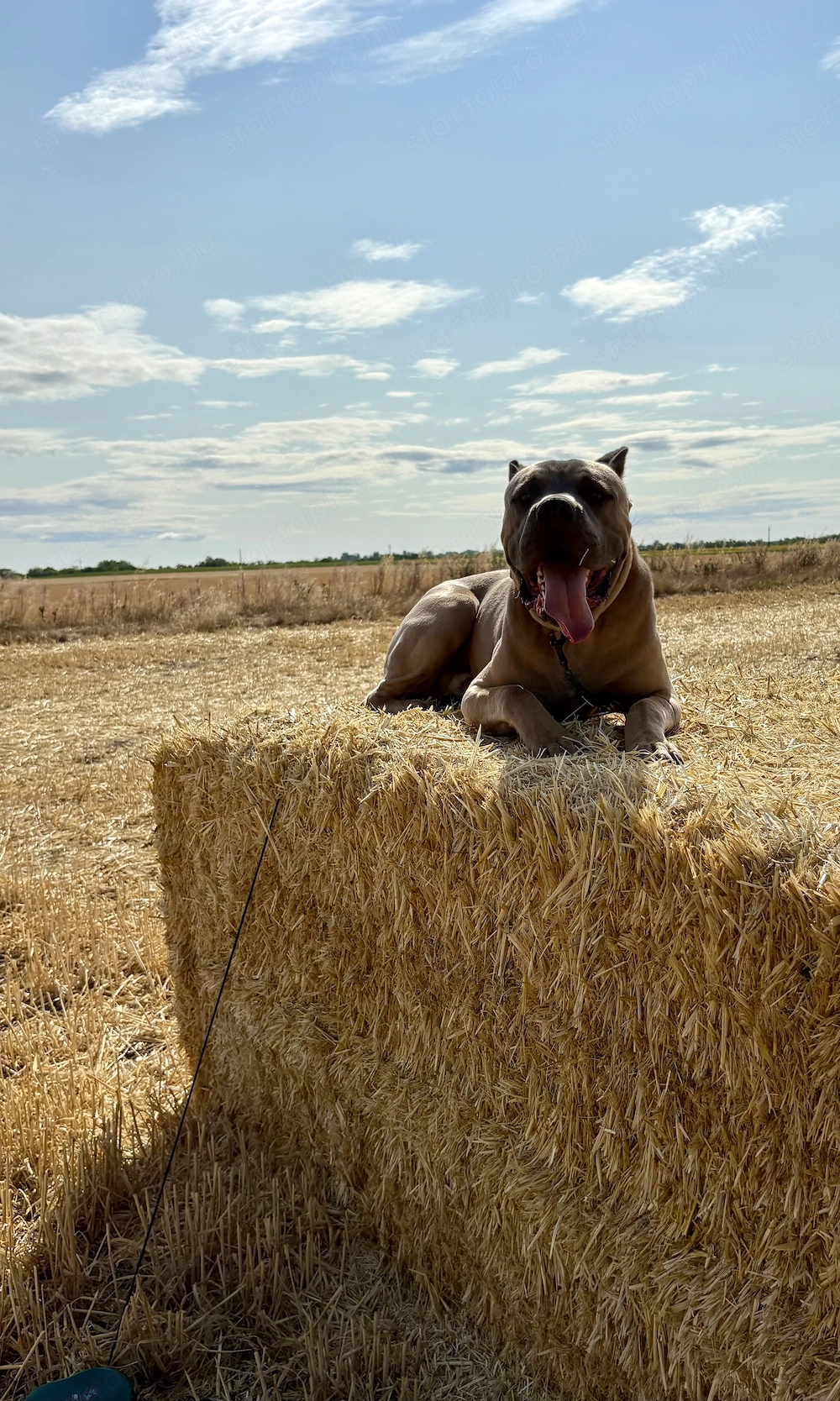 Cane Corso tenyésszemlés kan fedez HDAA, ED0