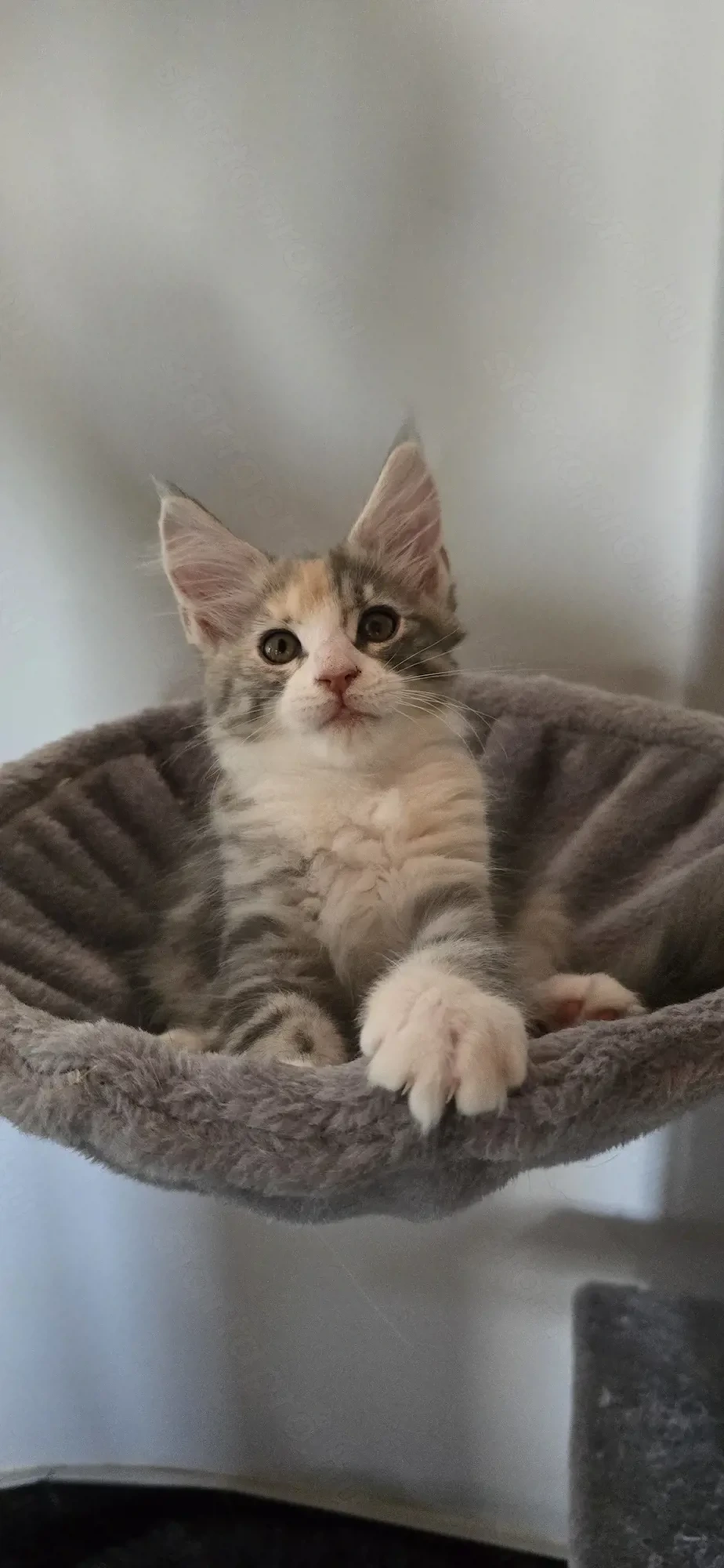 Maine Coon Cica szerető otthont keres!