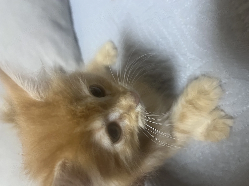 Maine Coon kislány cica