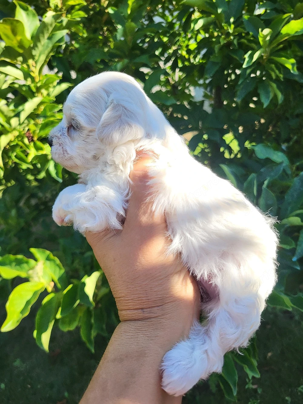 Bichon Havanase 