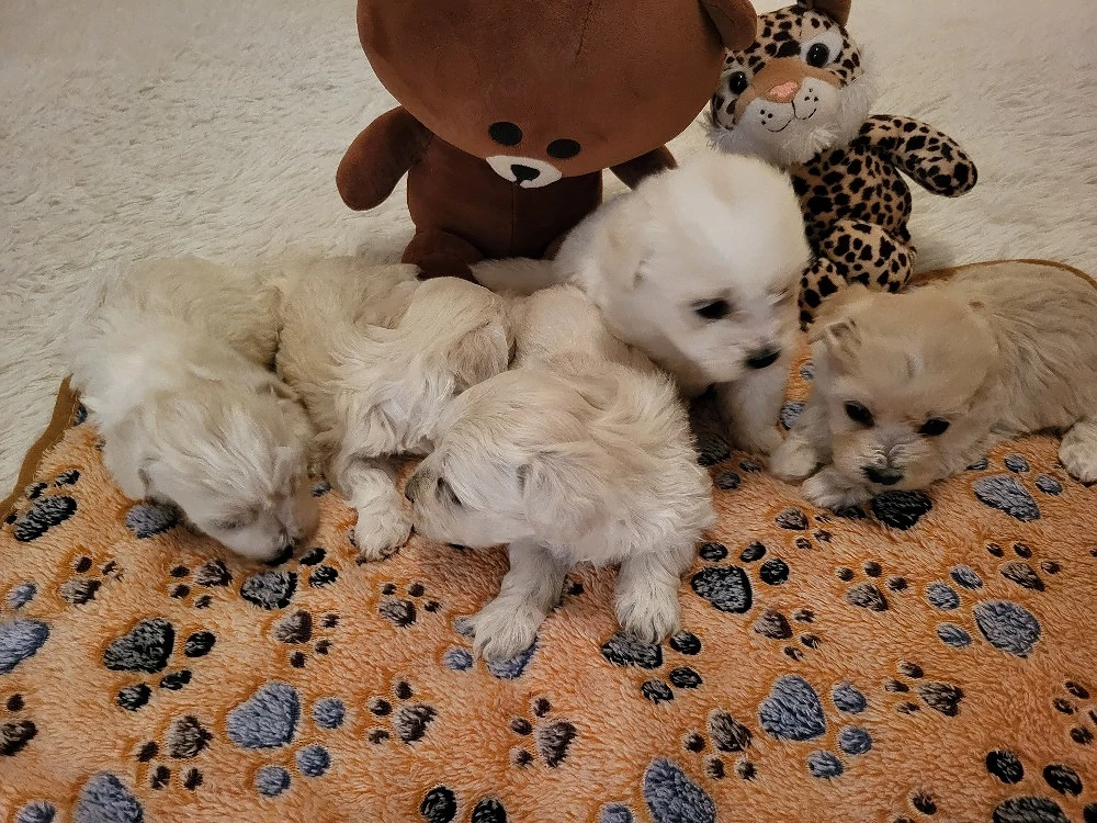 Bichon Havanase