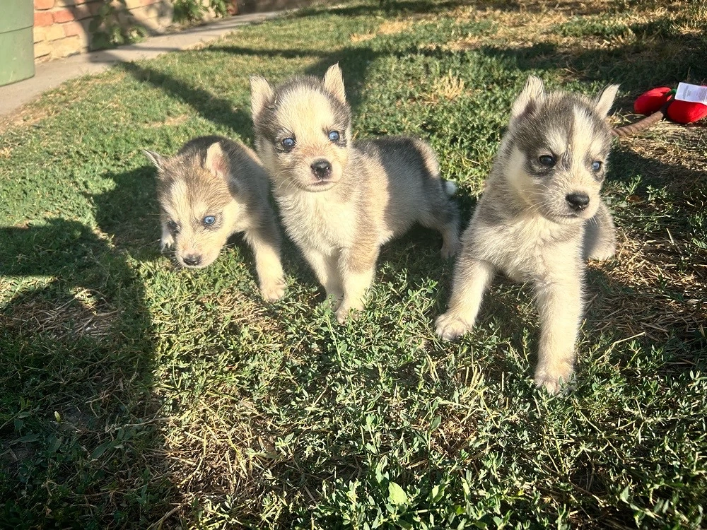 Husky kisfiúk