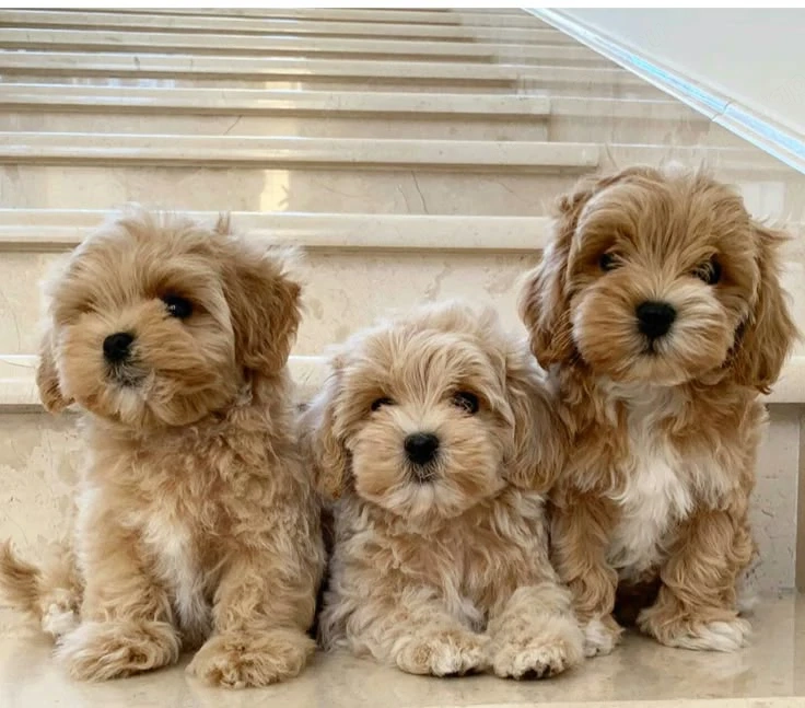 Maltipoo kölykök 