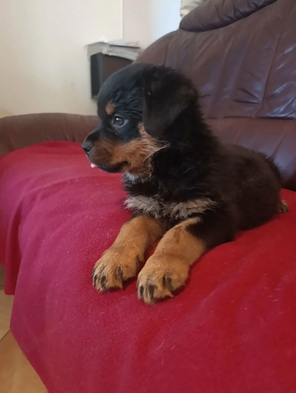 Rottweiler szuka kiskutya