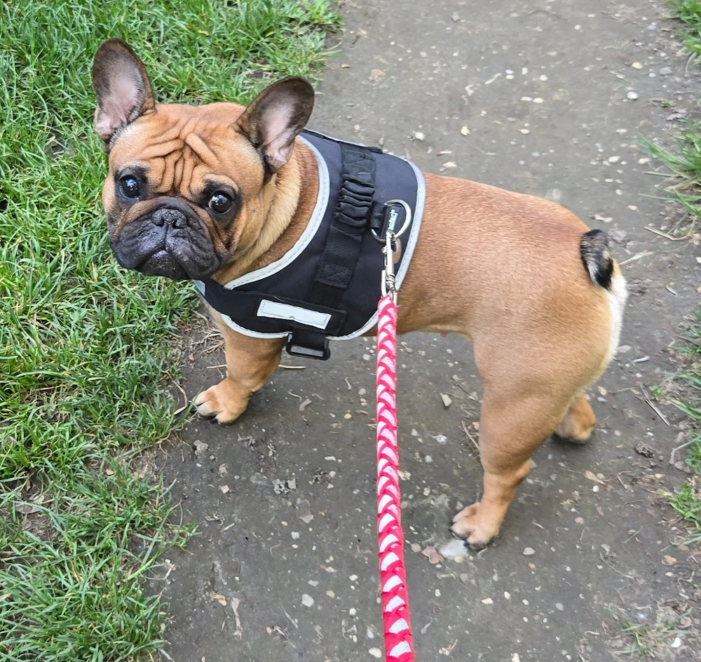 Eladó törzskönyes francia bulldog lány!
