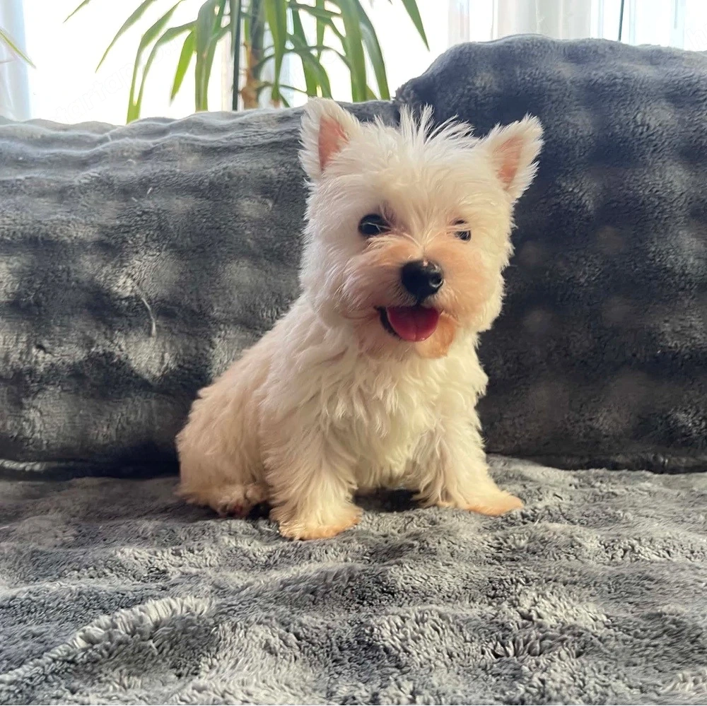 Westie kiskutyák