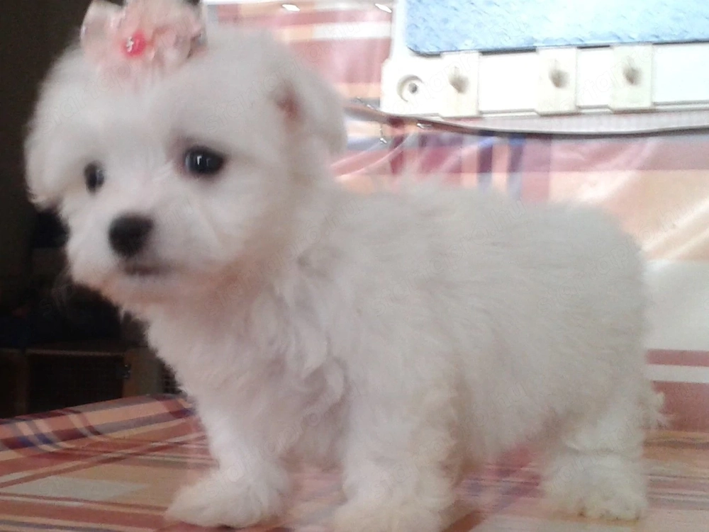 Mini Bichon Havanese
