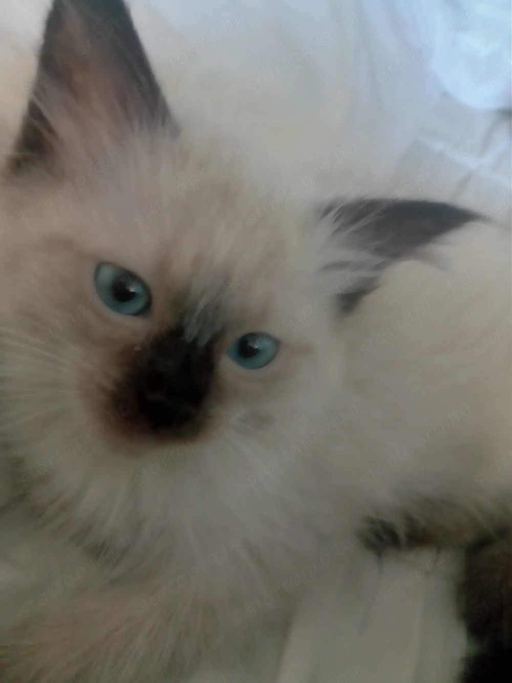 Eladó seal ragdoll kislány cica 