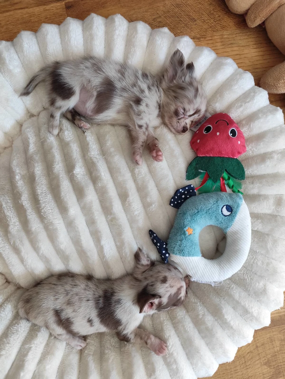 Csivava mini Teacup! Csokoládé Merle Budapest és Siófok szállítás megoldható 