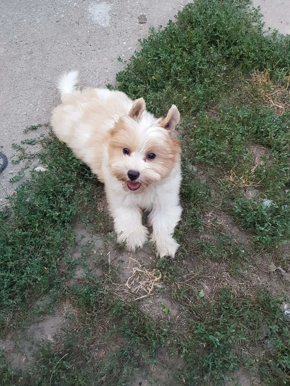 Yorki  Yorkshire  Biewer 3 hónapos kislány gazdit keres 3 x oltva! Azonnal is vihető!